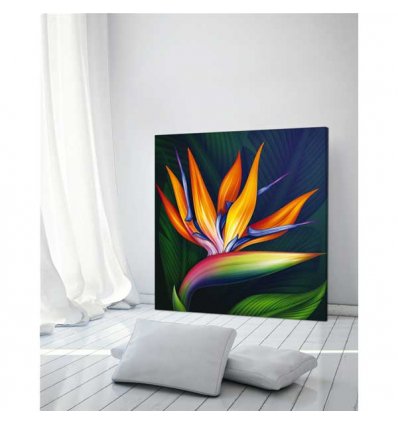 PINTDECOR QUADRO STRELITZIA